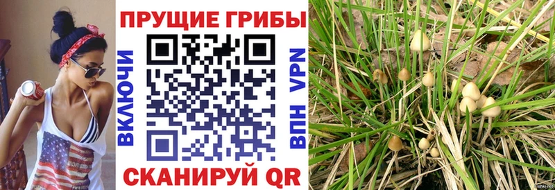 Галлюциногенные грибы GOLDEN TEACHER  Купить закладки  Облучье 